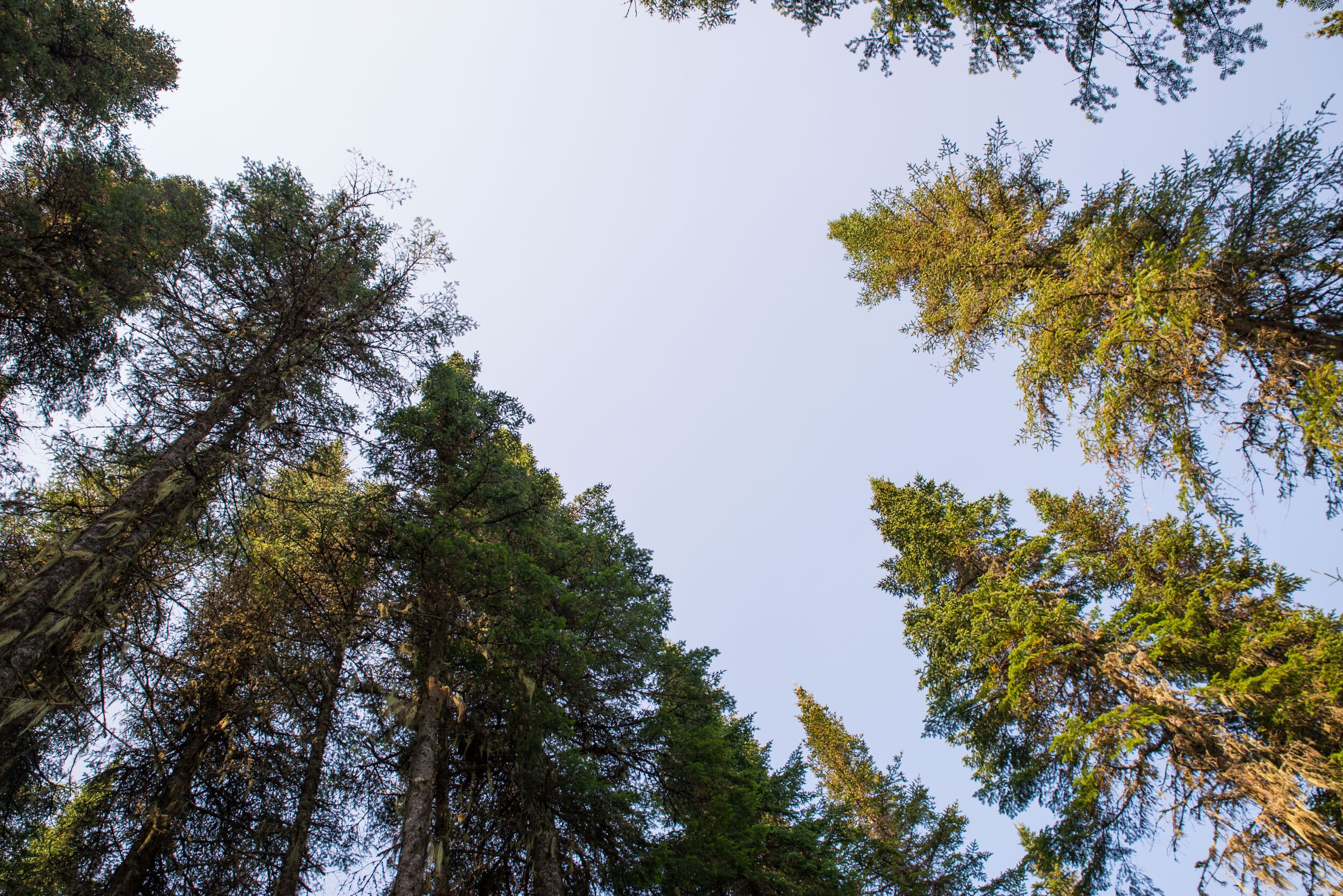 tall trees