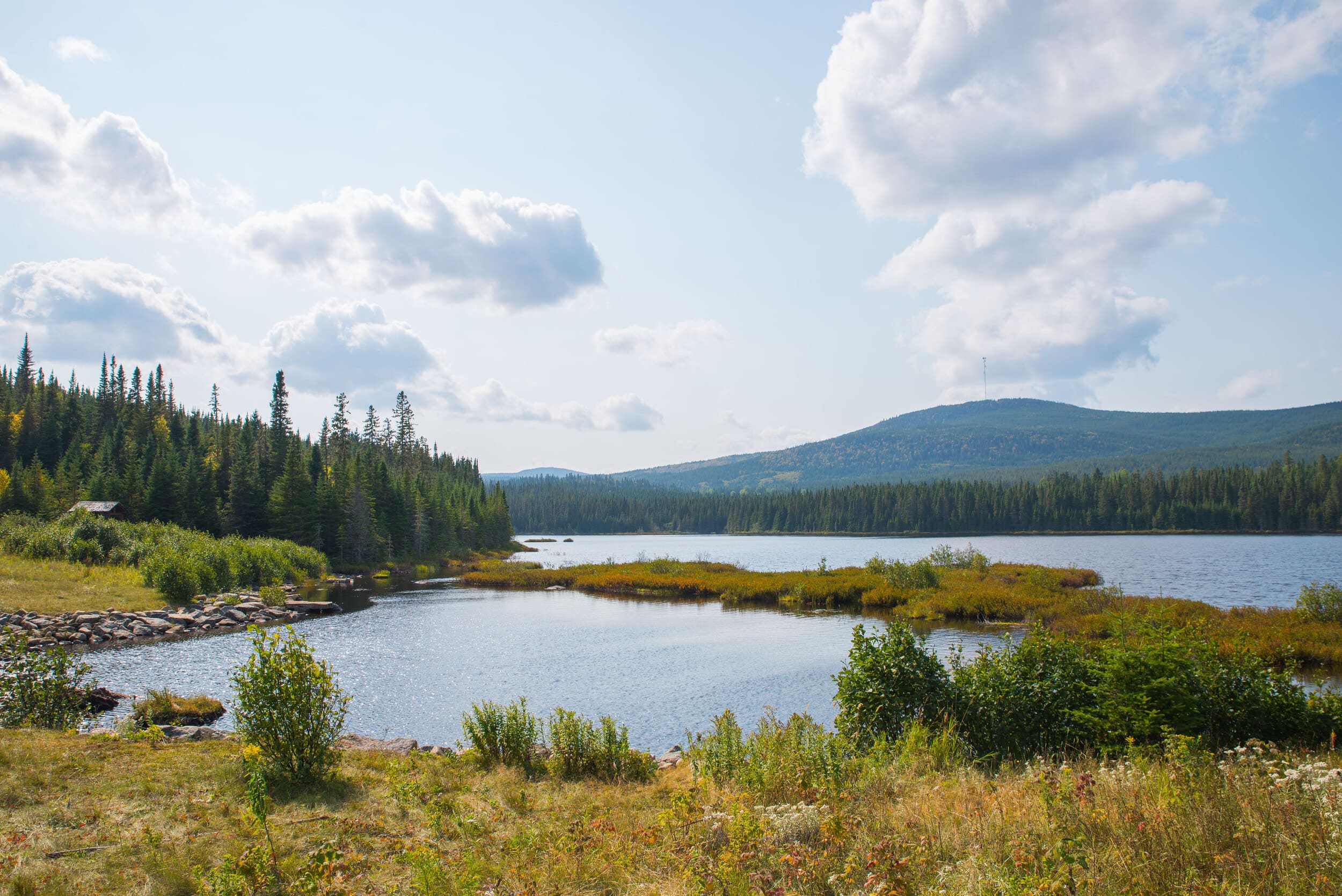 lake surrounded by forest